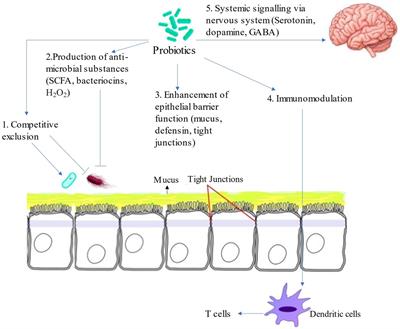 Probiotics: mechanism of action, health benefits and their application in food industries